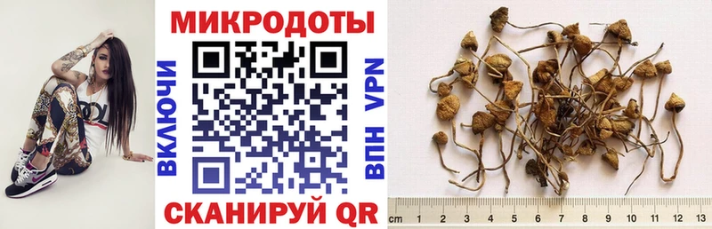 наркота  Соль-Илецк  Псилоцибиновые грибы MAGIC MUSHROOMS 