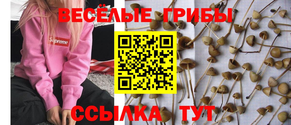 Соль-Илецк  Псилоцибиновые грибы Cubensis  Вход с VPN 